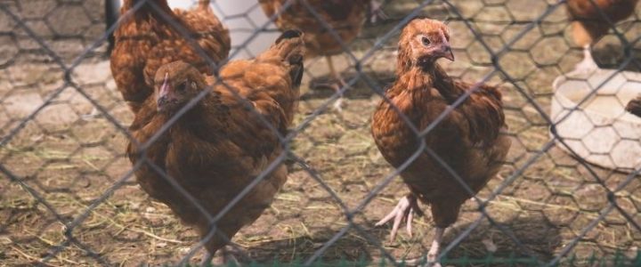 How to Choose the Right Chicken Coop Building Plans
